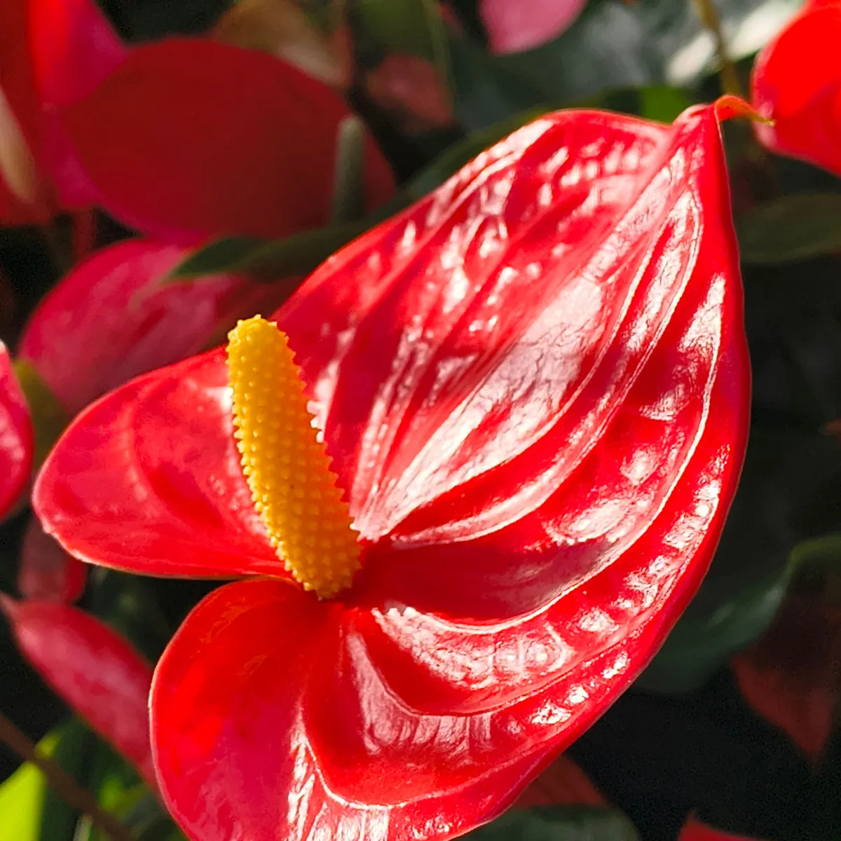 Un anthurium du jardin
