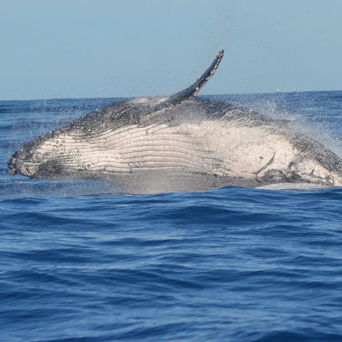 Le large au droit de Saint-Leu, en saison des baleines