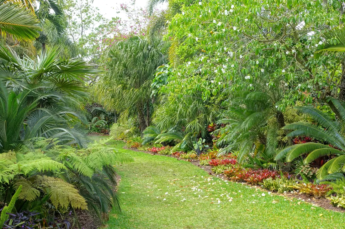 Bande de pelouse tondue serpentant entre des massifs de fougères arborescentes et de plantes tropicales
