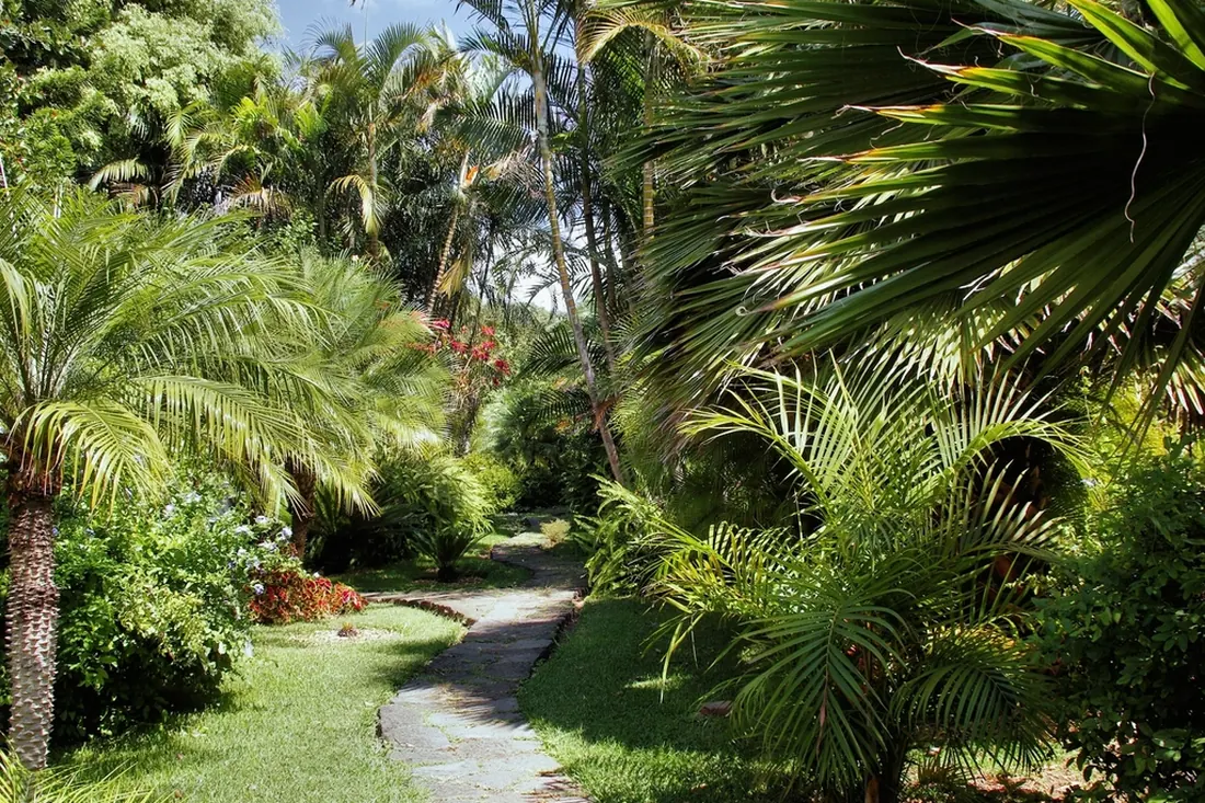 Allée dallée traversant un jardin planté de palmiers et de massifs fleuris, pelouse tondue de part et d'autre