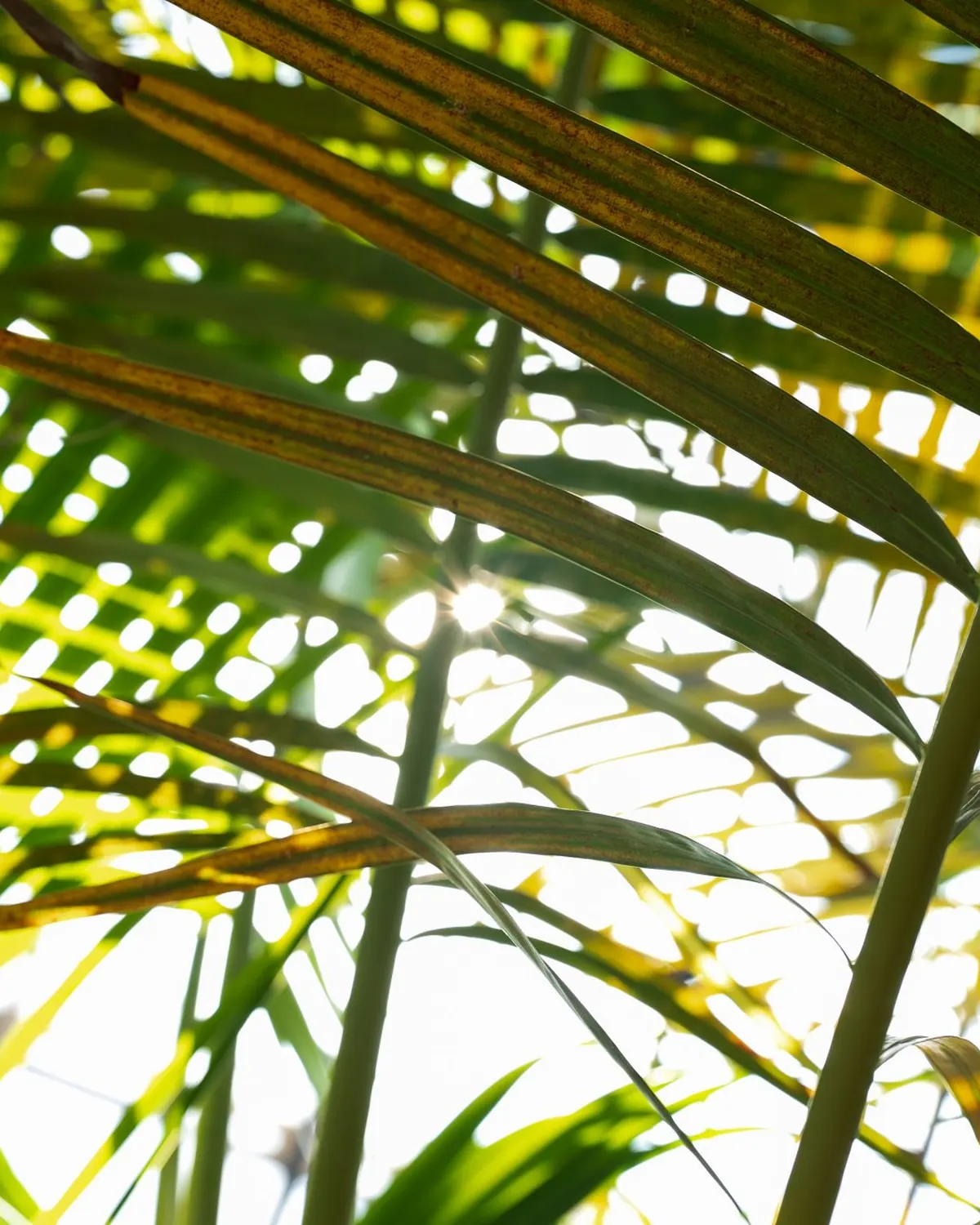 Palmes d'un palmier multipliant à contre-jour, le soleil traversant les folioles